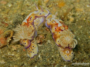 29 - Crevette empereur sur chromodoris risbecia tryoni (Policy Jety - Lembeh)