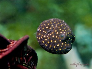 29 - Juvenil de poisson ballon (Ampera - Alor Islands - Flores)
