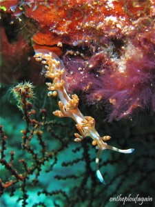 30 - Flabelline bilas (Mandarine - Alor Islands - Flores)