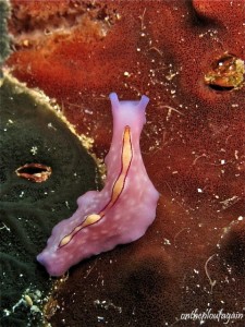 30 - Pseudoceros cf.bifurcus (Malawi Wreck)