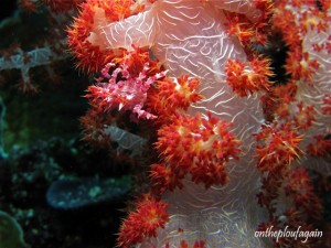 31 - Araignée des alcionnaires -(Mandarine - Alor Islands - Flores)