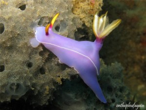 31 - Hypselodoris Bullochi (Malawi Wreck - Lembeh)
