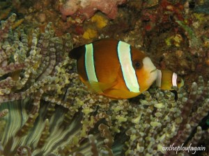 31 - Poisson Clown de Clark (Nudi Falls - Détroit de Lembeh)