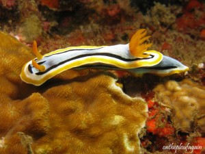32 b - Chromodoris annae (Nudi Falls - Lembeh)
