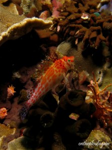 32 - Epervier lutin (Red Sand - Archipel Alor Islands - Flores)