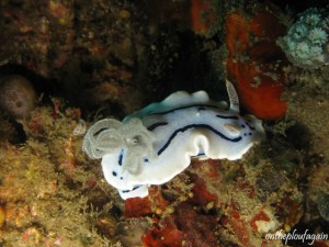33 - Chromodoris willani (Magic Rock - Détroit de Lembeh)