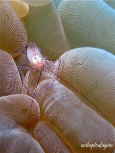 33 - Crevette vir (Ampera - Alor Islands - Flores)