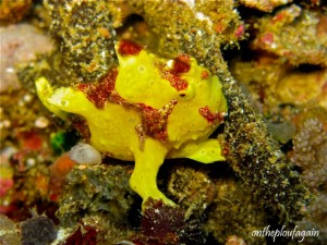 33 - Poisson crapaud verruqueux (Wayag Ouest - Raja Ampat)