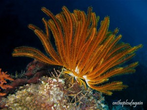34 - Comatule (House Reef Pentar - Alor Islands - Flores)