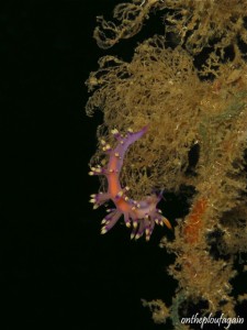 34 - Flabelline exoptata (Batu Dubang - Détroit de Lembeh)