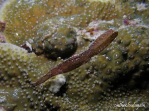34 - Poisson fantôme robuste (Jetty - Mansuar Island - Raja Ampat)
