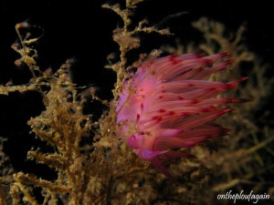 35 - Flabelline Trinchesia sibogae (Bianka - Détroit de Lembeh)