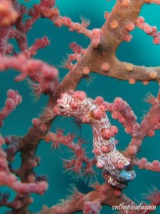 35 - Hippocampe Pygmée bargibenti (Wofoh - Waigeo - Raja Ampat)