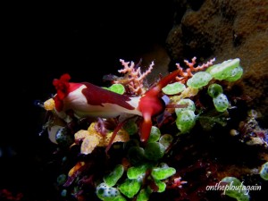 35 - Nembrotha Chamberlini (Diatabang - Alor Islaands - Flores)