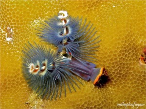 36 - Ver spirographe (Jiko II - Lembeh)