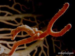 36 b - Hippocampe Pygmée Denise (Aljuy Bay - Raja Ampat)