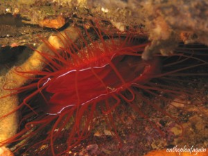 37 - Lime électrique (Nudi Retreat - Détroit de Lembeh)