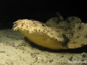 38 - Requin wobbegong (Wofoh - Waigeo - Raja Ampat)