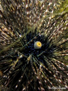 38 a - Oursin faux diadème (Hairball I - Lembeh)