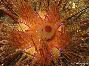 38 b - Oursin diadème palmier (Hairball I - Lembeh)