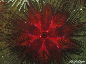 39 - Oursin rouge (Madidir - Lembeh)