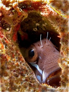 39 a - Blennie (Sardine Reef - Raja Ampat)