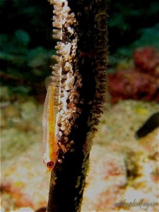 39 b - Gobie nain (House Reef Pentar - Alor Islands - Flores)