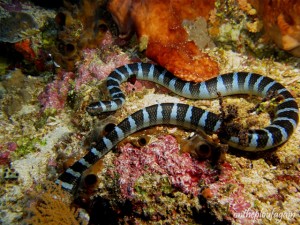 40 - Serpent de mer (Gunung Api - Mer des Banda)