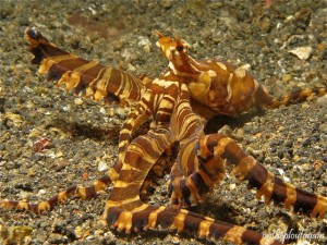 40 - Wonderful octopus (Jahir -Lembeh)