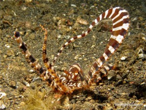 41 - Wonderful octopus (Jahir -Lembeh)