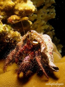 42 - Crabe Bernard l hermite aux yeux tricolores (Mayem - Gam - Raja Ampat)