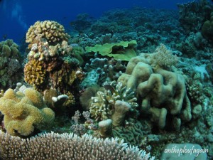 42 - Paysage sous-marin (Tebing Run - Mer de Banda)