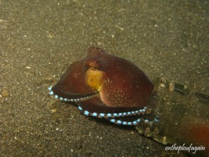 42 a - Poulpe coco (Rojos - Lembeh)