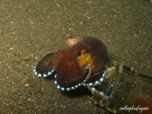 42 b - Poulpe coco (Rojos - Lembeh)