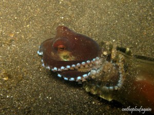 42 c - Poulpe coco (Rojos - Lembeh)