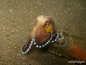42 d - Poulpe coco (Rojos - Lembeh)