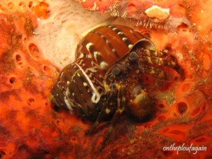 43 - Crabe Bernard L hermite aniculus retipe (Mioskon - Raja Ampat )