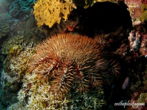 43 - Etoile de mer - Acanthastère (Tebing Run - Mer de Banda)
