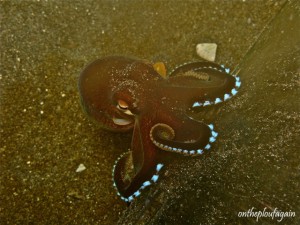 43 - Poulpe coco (Rojos - Lembeh)