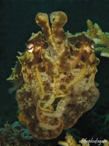44 - Seiche (Hair Ball I -Lembeh)