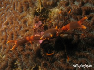 45 - Crabe de corail noir (Roiben Island - Raja Ampat)