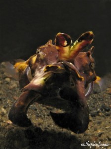 45 - Seiche flamboyante (Jahir - Lembeh)