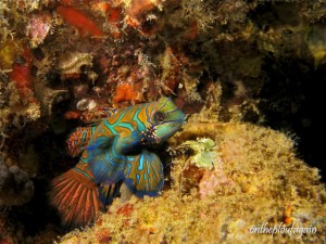 46 - Poisson Mandarin (Jety - Banda Neira - Archipel des Banda)