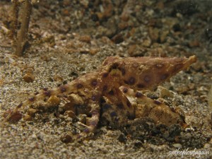 46 a - Poulpe à anneaux bleus - 07 01 11 - (Pante Parigi - Lembeh)