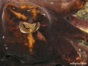 46 b - Seiche flamboyante oeil (Jahir - Lembeh)