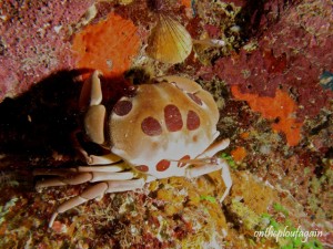 47 - Crabe bombé (Farundi Island - Raja Ampat)