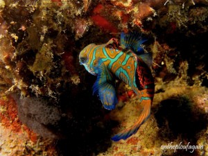 47 - Poisson Mandarin (Jety - Banda Neira - Archipel des Banda)