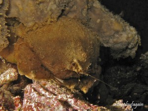 48 - Crabe éponge (Kope Kri - Kri Island - Raja Ampat)