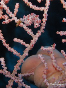 48 a - Hippocampe Pygmée Bargibenti (Pulau Dua -Lembeh)