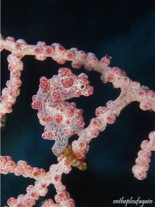 48 b - Hippocampe Pygmée Bargibenti (Pulau Dua -Lembeh)